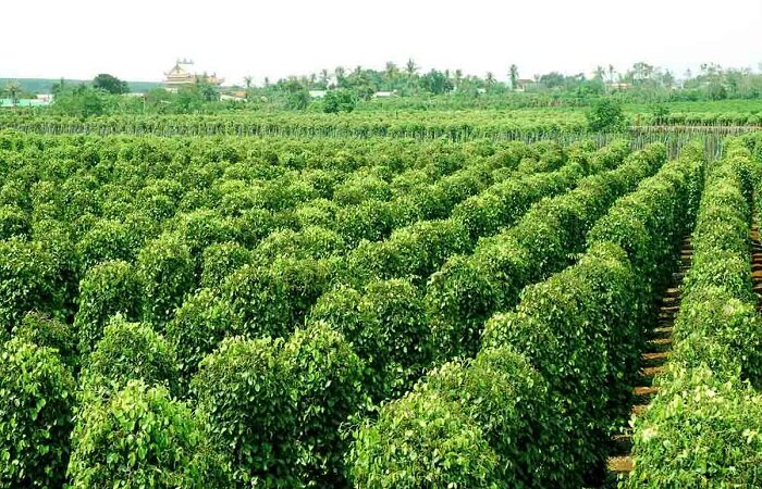 Nghề trồng hồ tiêu Phú Quốc 1