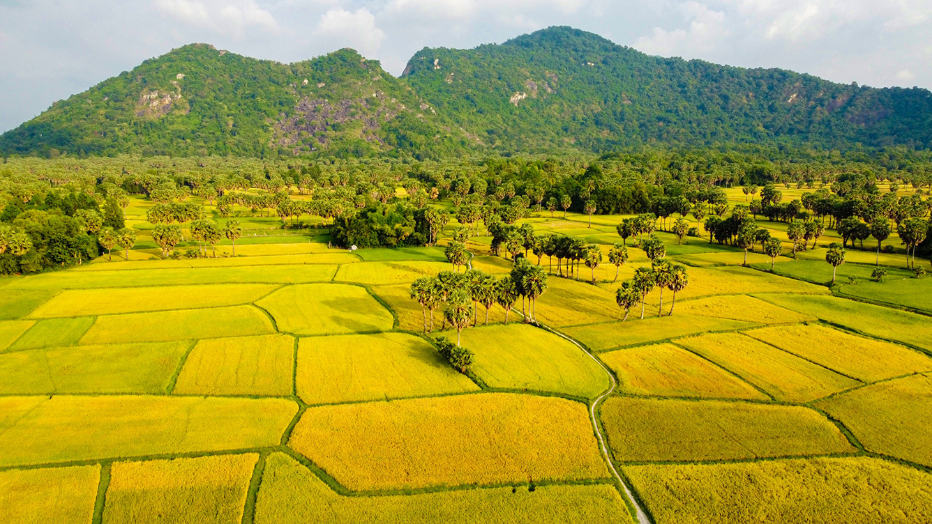 Khung cảnh mùa lúa chín tuyệt đẹp tại An Giang