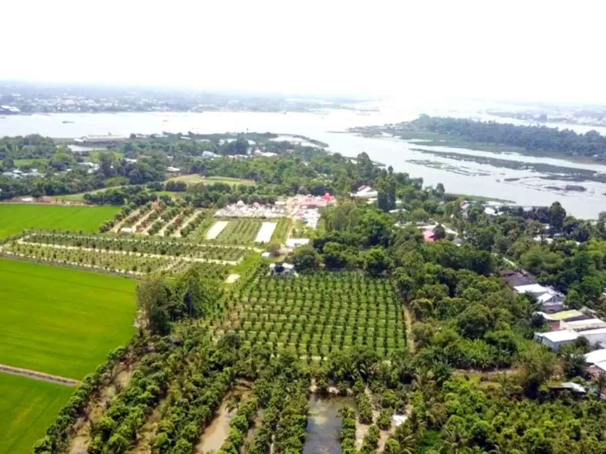 Không gian làng quê trên cù lao được định hình bởi vườn cây, kênh rạch và nhịp sống chậm của cư dân ven sông.