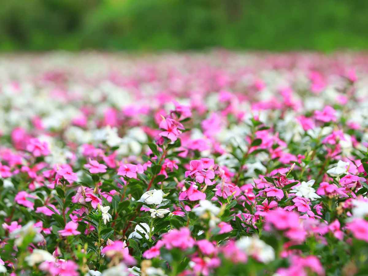 Thời điểm hoa nở rộ trong điều kiện thời tiết ổn định giúp cảnh quan cánh đồng đạt vẻ đẹp trọn vẹn.