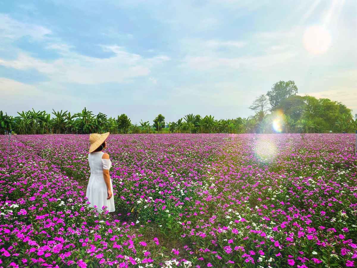 Màu sắc hoa dừa cạn hài hòa giúp không gian mở trở nên tươi sáng và giàu cảm xúc tích cực.