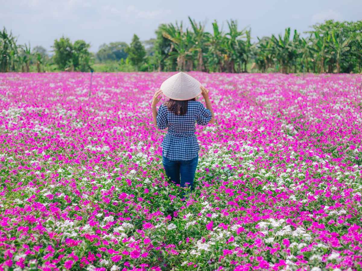 Lối đi nhỏ giữa các luống hoa dừa cạn mang lại cảm giác dạo bước chậm rãi và gần gũi thiên nhiên.