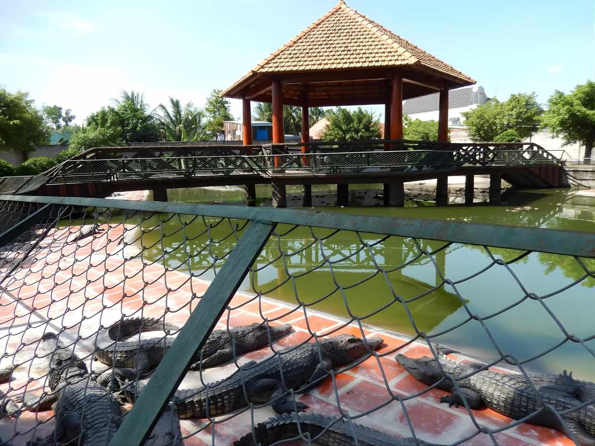 Trại cá sấu Long Xuyên gắn với mô hình du lịch trải nghiệm sản xuất đặc thù An Giang.