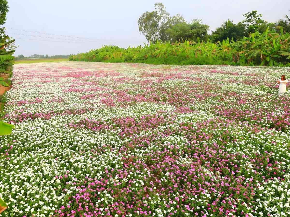Các luống hoa dừa cạn được bố trí gọn gàng, tạo lối đi thuận tiện cho du khách tham quan.