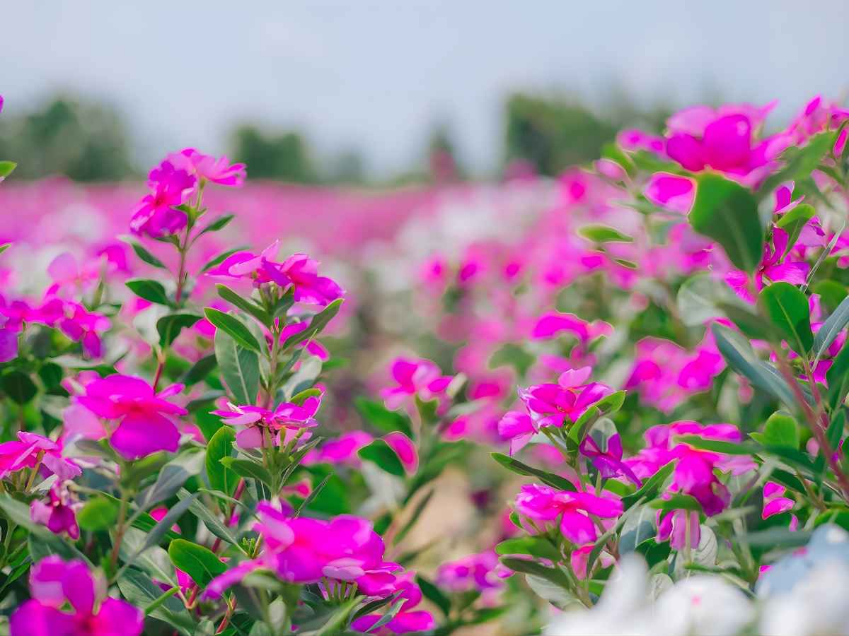 Tham quan vườn hoa dừa cạn vào buổi sáng hoặc chiều mang lại trải nghiệm dễ chịu.
