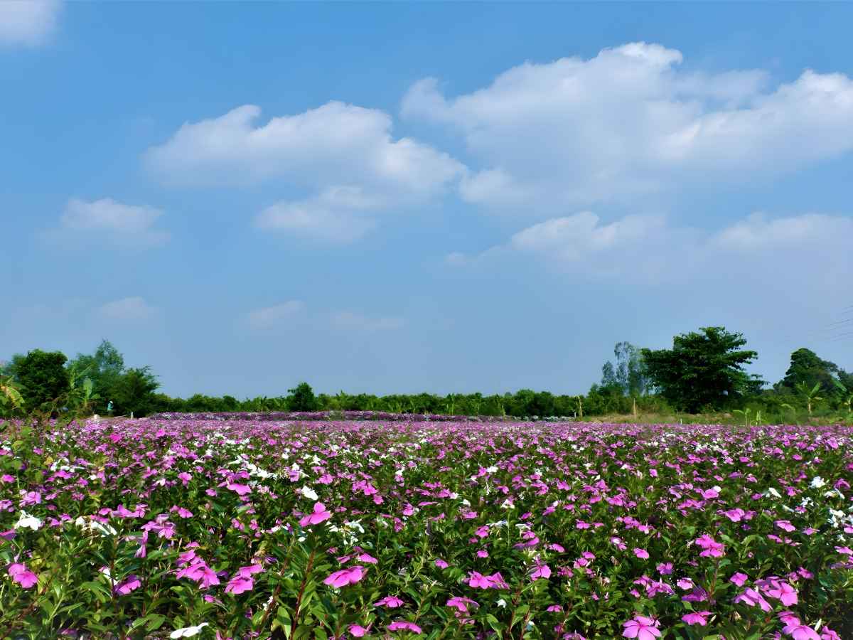 Vườn hoa dừa cạn mở ra không gian tham quan nông nghiệp kết hợp trải nghiệm cảnh quan thiên nhiên.