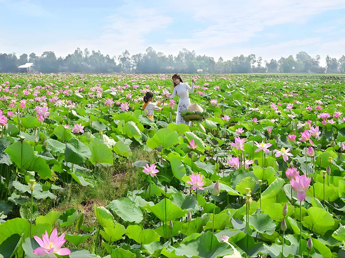 Hoa sen nở rộ tạo điểm nhấn thị giác và cảm giác thư thái cho du khách tham quan.