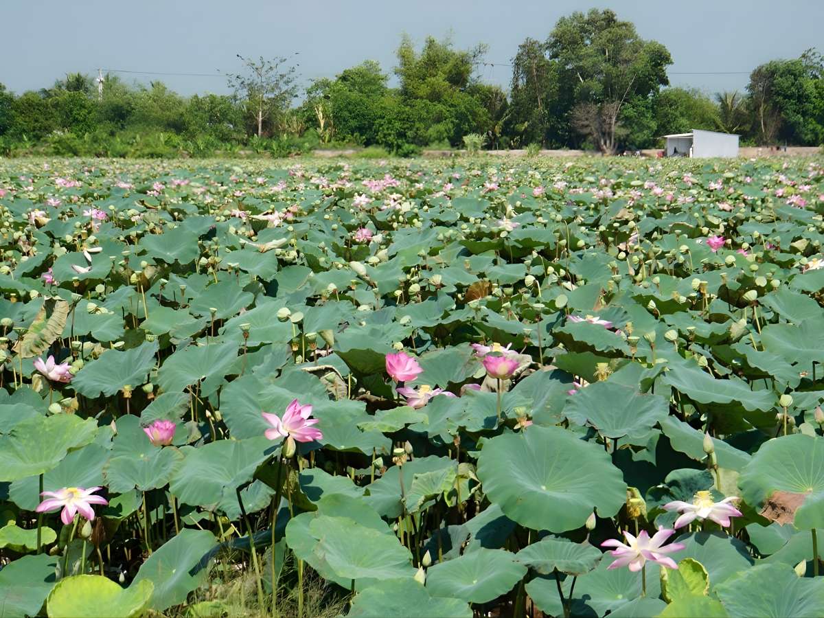 Cánh đồng sen Tri Tôn mở ra không gian thiên nhiên yên bình giữa vùng nông thôn An Giang.