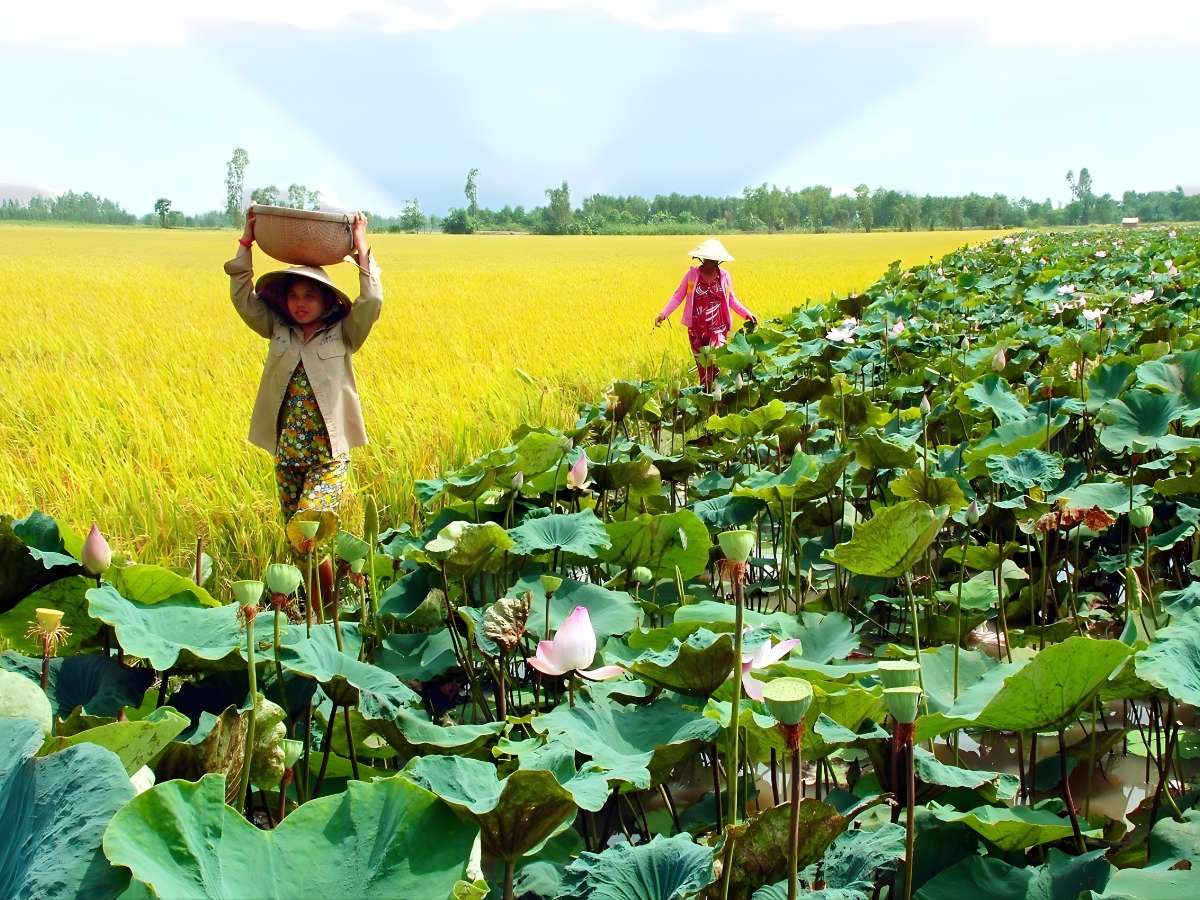 Giai đoạn đầu mùa không gian đồng sen mang nét sinh thái đặc trưng, tạo nên cảnh sắc cực yên tĩnh.