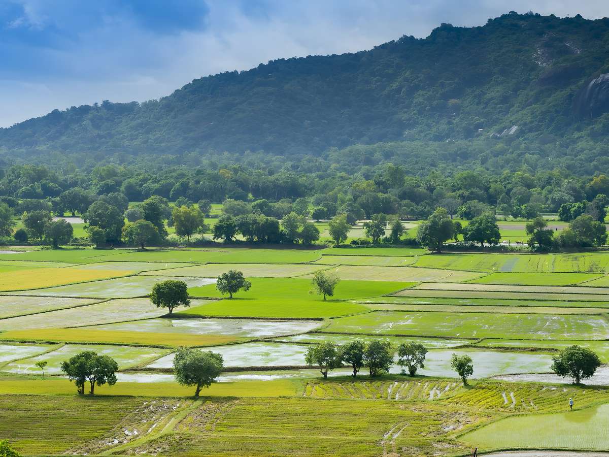 Không gian chùa mở ra cảnh quan làng quê gắn với sản xuất nông nghiệp.