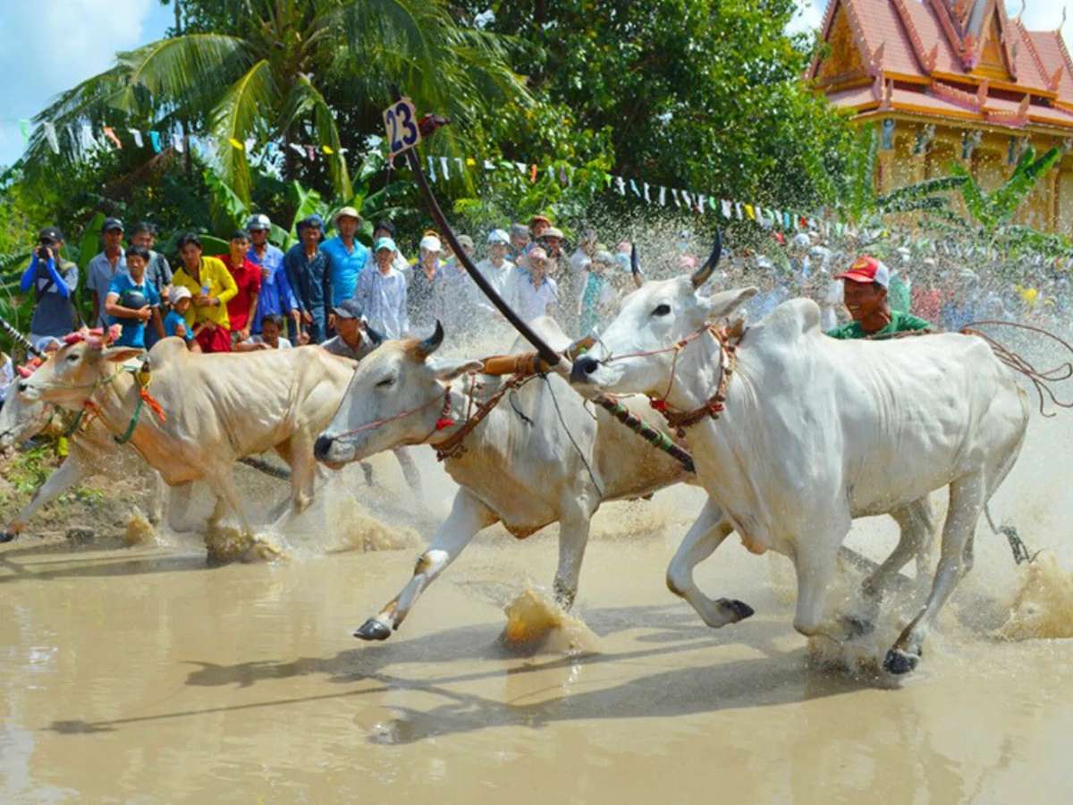 Cuộc đua bò truyền thống thể hiện kỹ thuật điều khiển và tinh thần lễ hội đặc sắc.