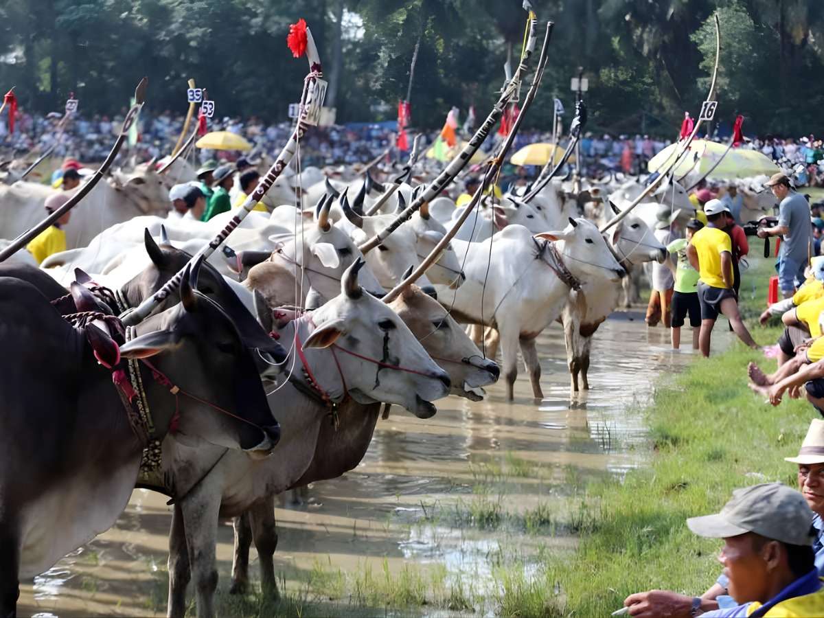 Lễ hội đua bò Bảy Núi diễn ra sôi động giữa không gian đồng ruộng An Giang.