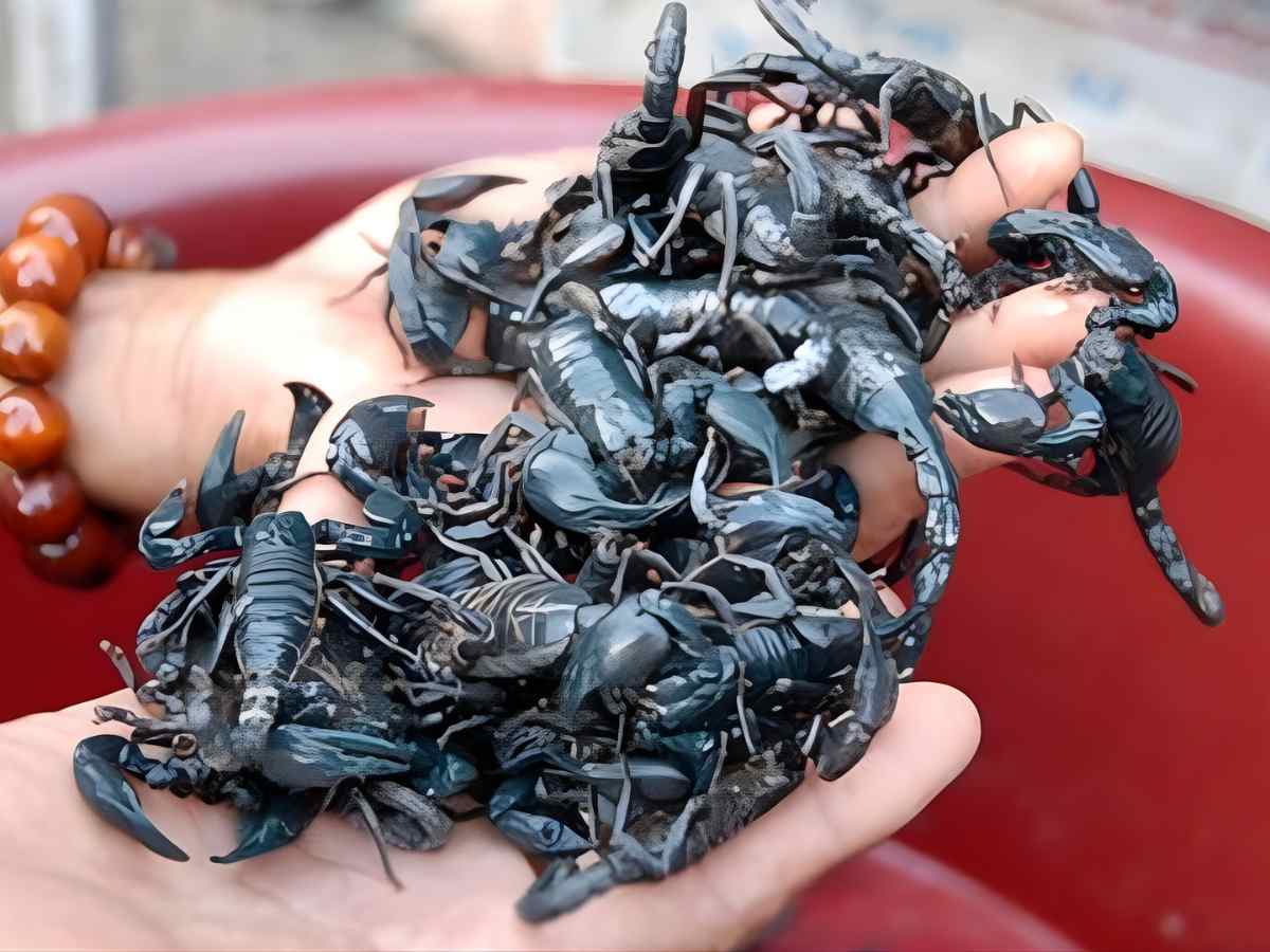Môi trường Bảy Núi hình thành đặc sản hiếm từ hệ sinh thái độc đáo.