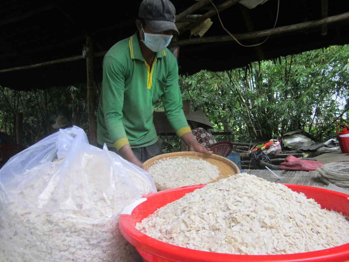 Lúa nếp non được thu hoạch đúng thời điểm tạo chất lượng cốm dẹp An Giang.