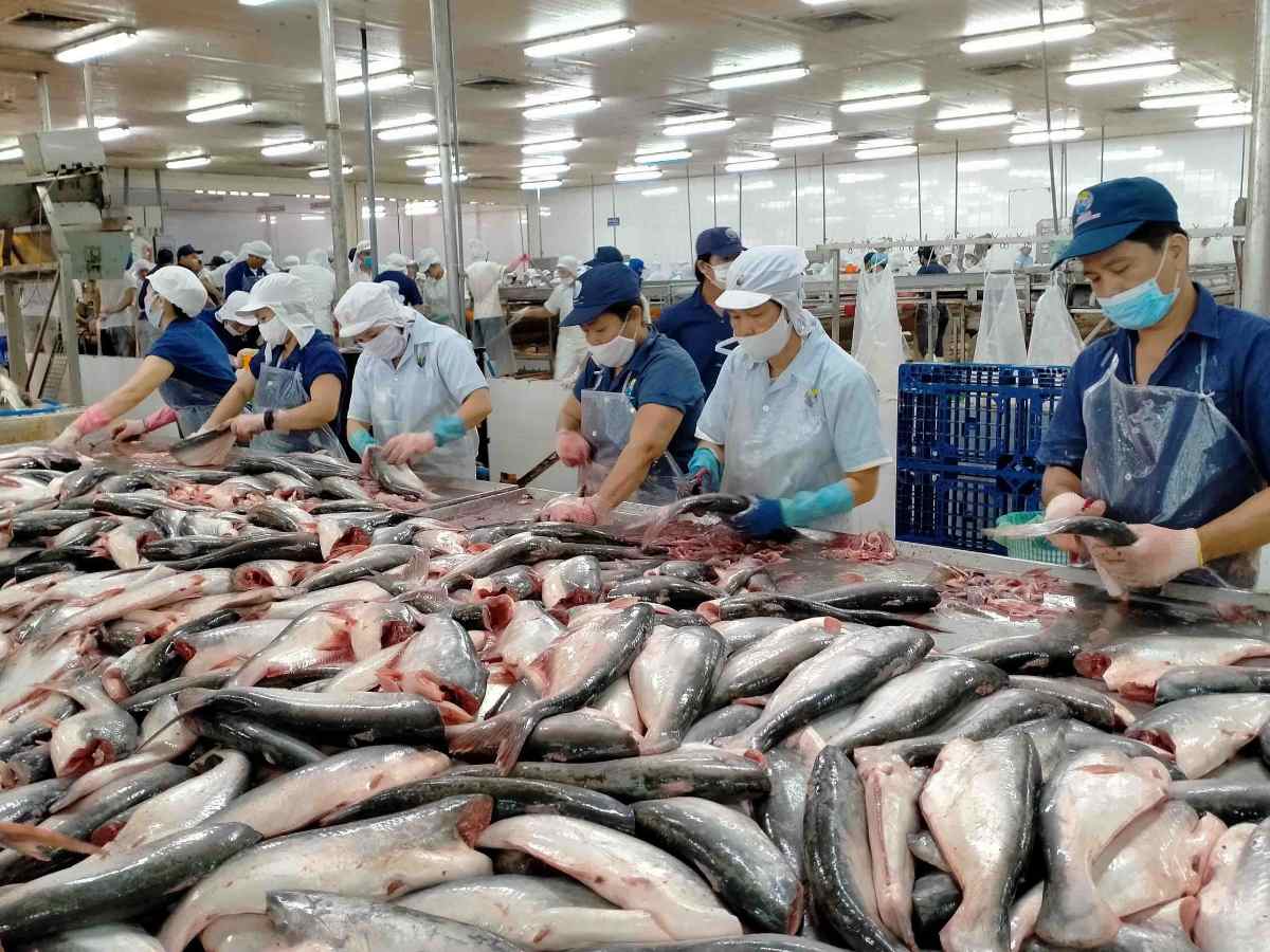 Khâu lựa chọn và sơ chế cá tra quyết định chất lượng sản phẩm khô.
