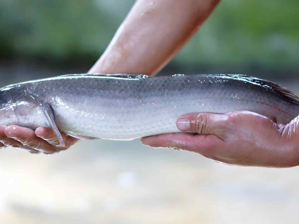 Khâu lựa chọn và sơ chế cá lóc quyết định chất lượng món khô truyền thống.