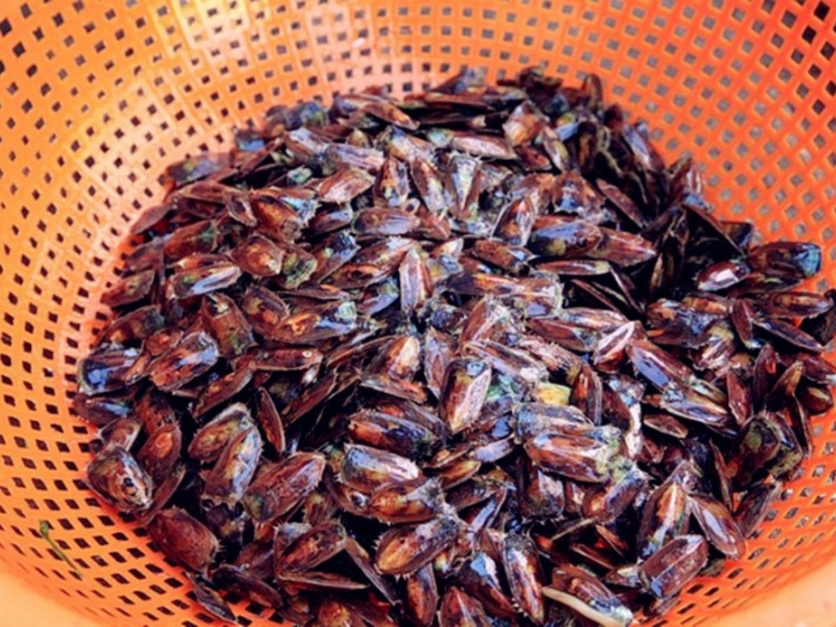 Du khách có thể mua cà xỉu Hà Tiên ở các khu chợ truyền thống, địa phương.