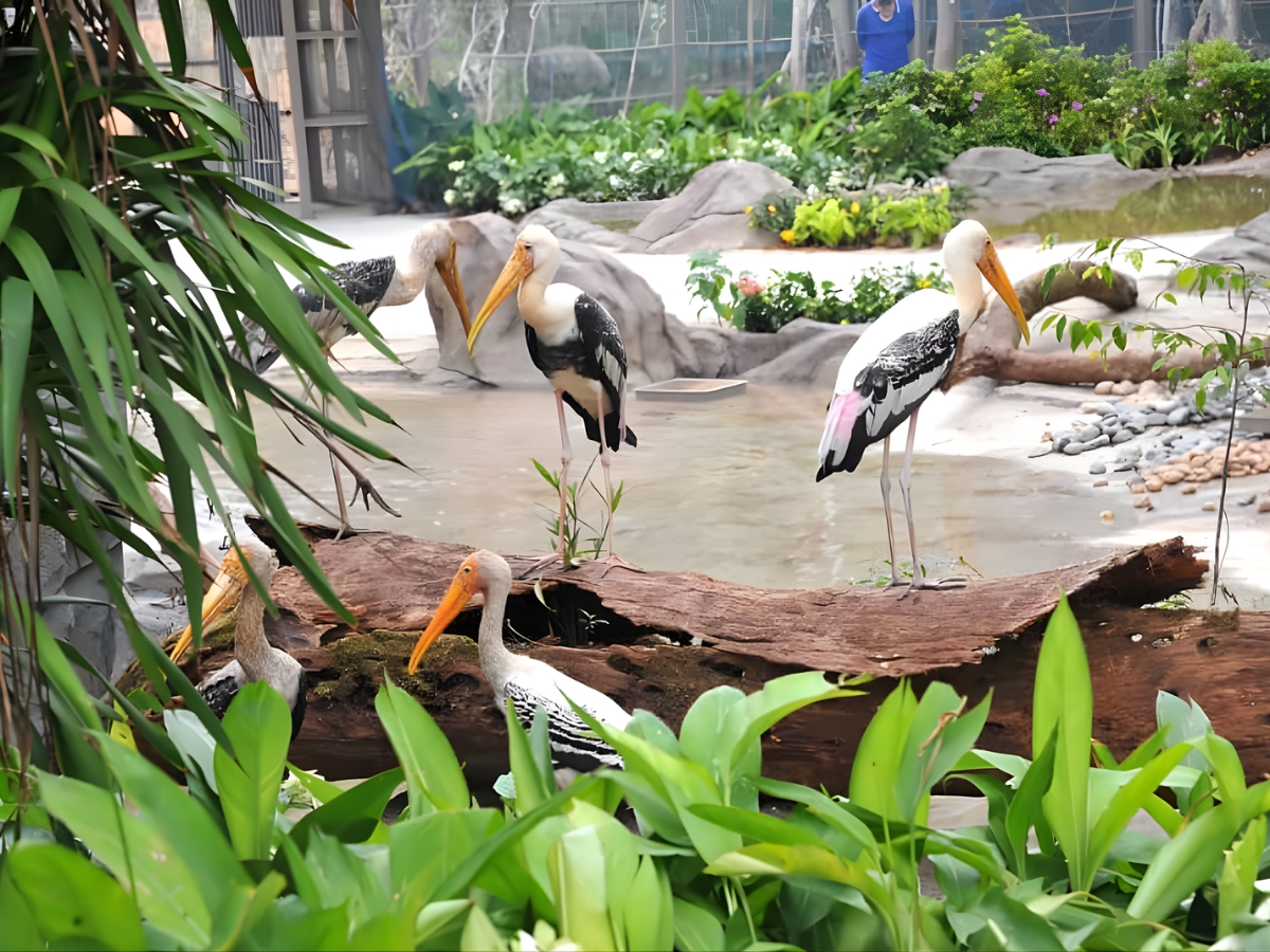 Khu vực vườn thú mở tại Vinpearl Safari Phú Quốc luôn có sức hấp dẫn đặc biệt với các em nhỏ.