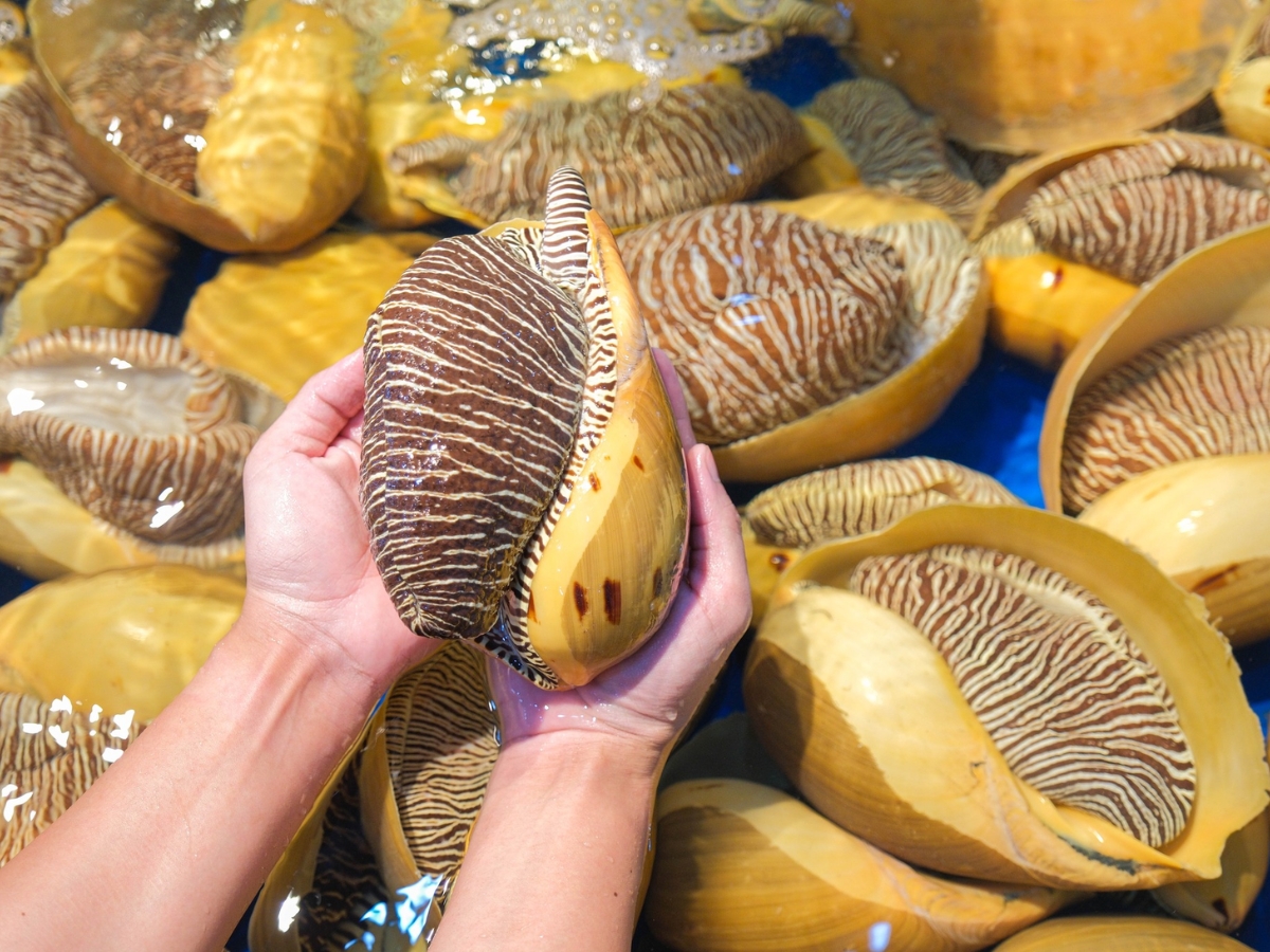 Du khách có thể mua ốc hoàng đế tại các khu chợ hải sản hoặc làng chài.