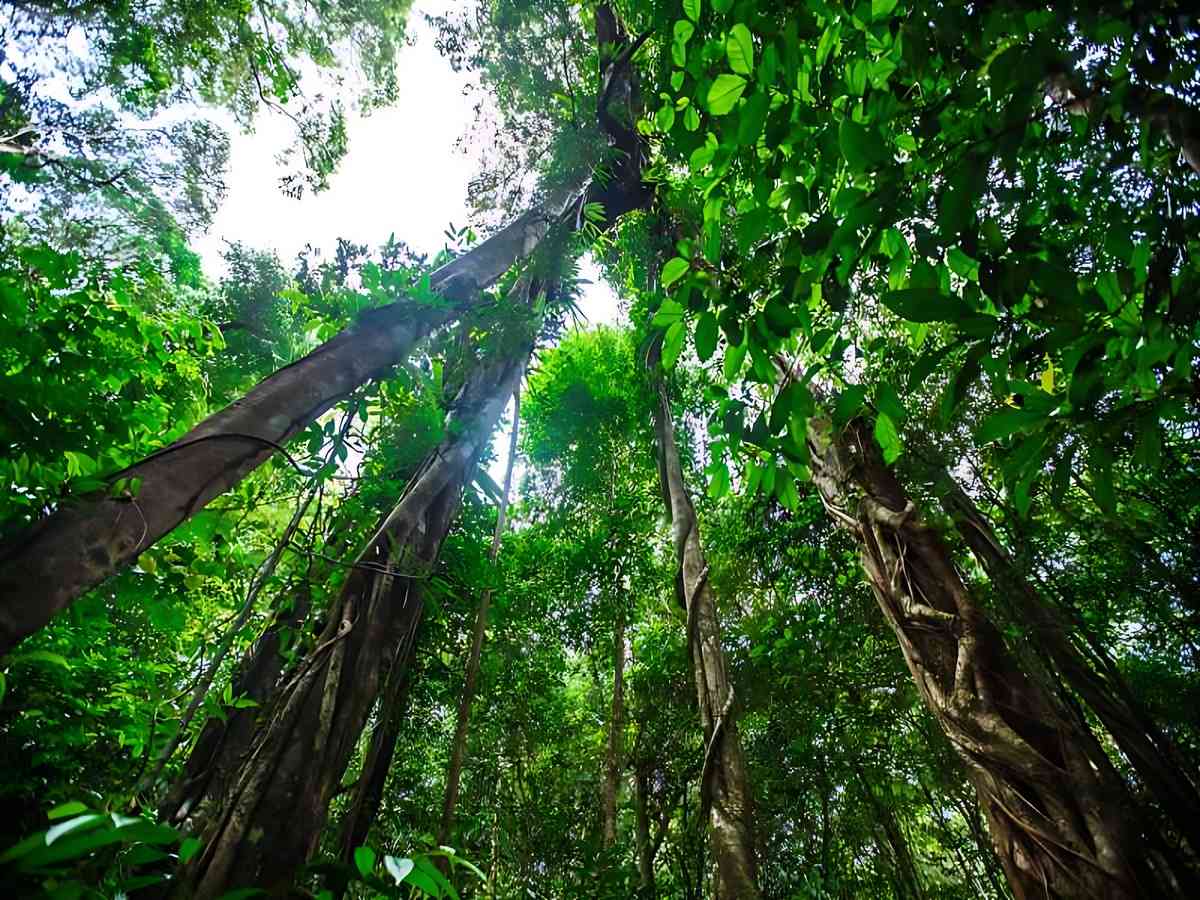 Du khách trải nghiệm hoạt động trekking khám phá thiên nhiên tại rừng quốc gia