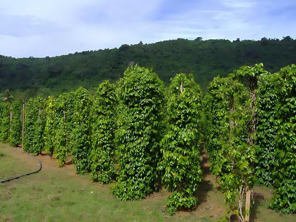 Vườn tiêu Phú Quốc mang đậm văn hóa nông nghiệp địa phương. 