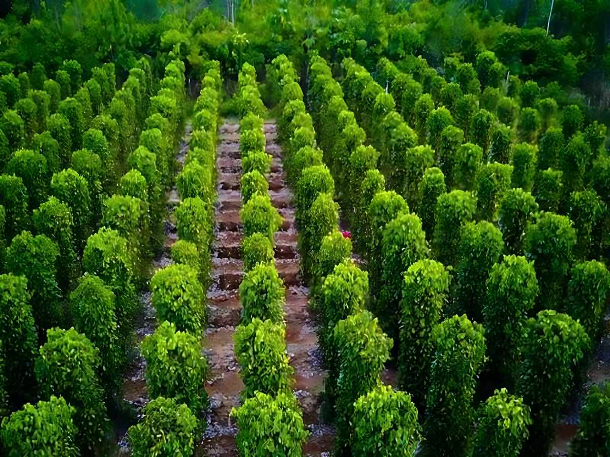 Hồ tiêu Phú Quốc hạt chắc thơm cay rất được du khách yêu thích.