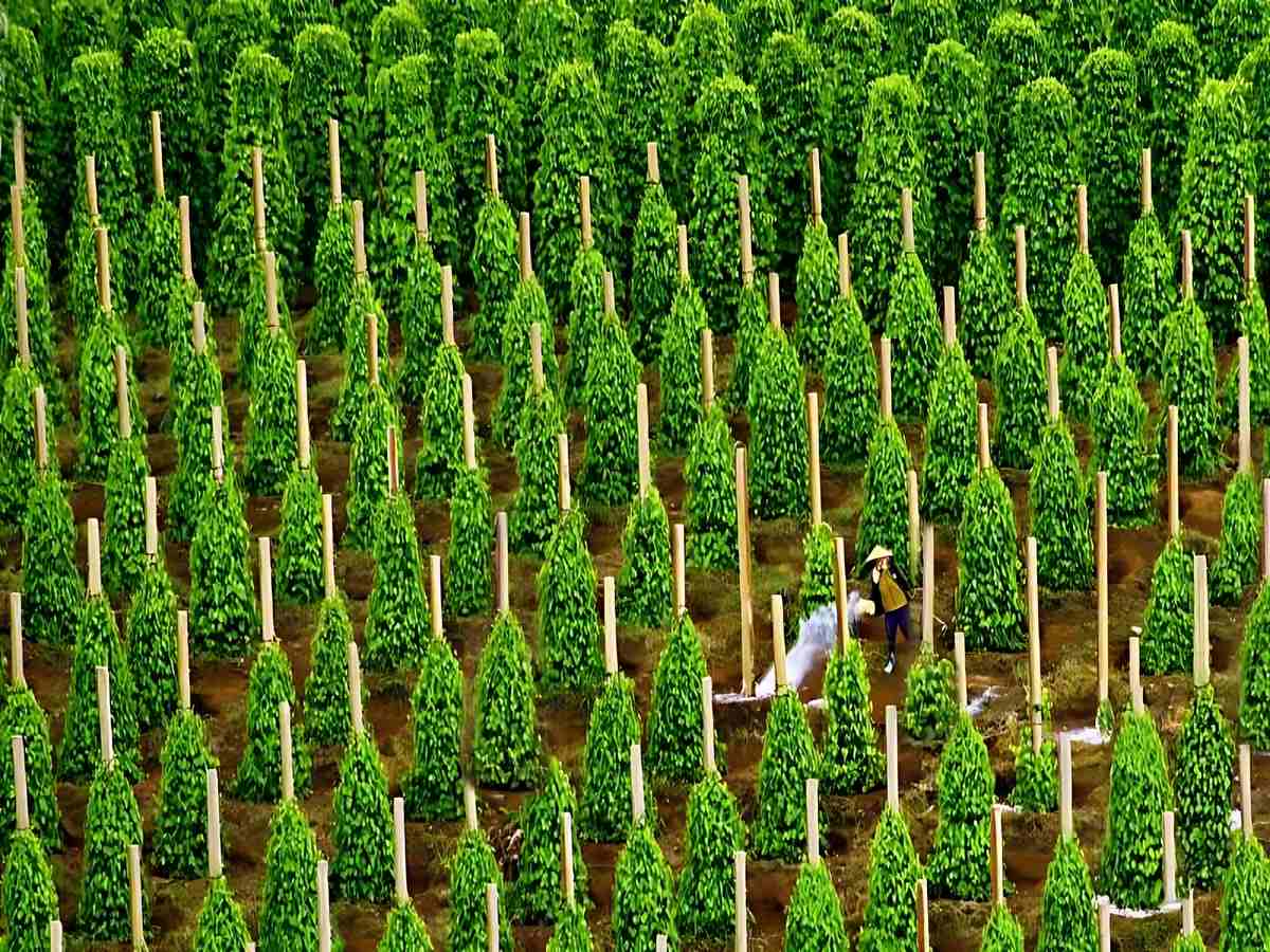 Người dân Phú Quốc chăm sóc tiêu bằng phương pháp hữu cơ.