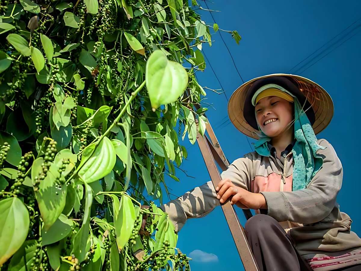Du khách tham quan vườn tiêu Phú Quốc và chụp ảnh.