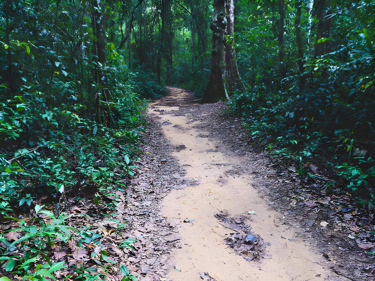 Du khách trekking xuyên rừng Phú Quốc đồi núi và tán cây cổ thụ.