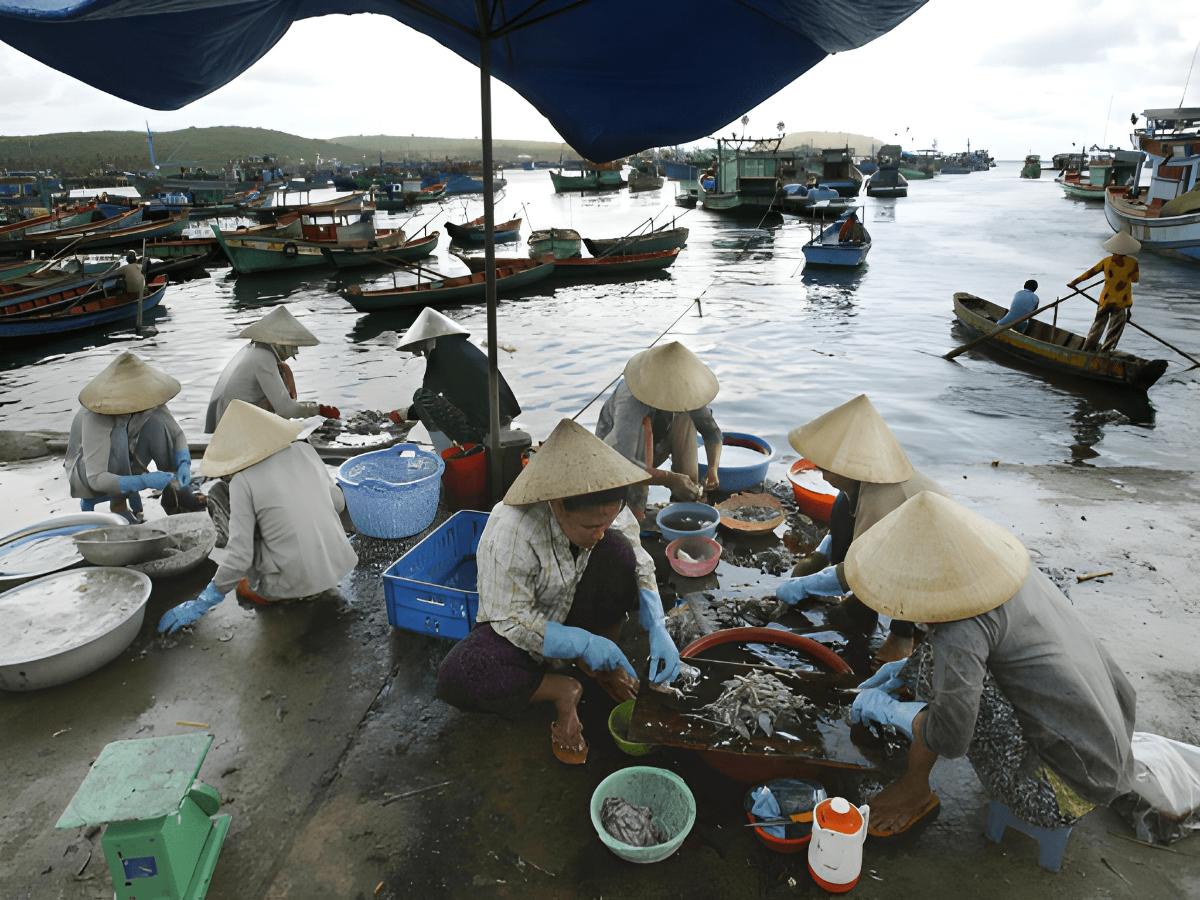 Hải sản Phú Quốc phong phú nhờ hệ sinh thái biển đa dạng quanh đảo.Từ các làng chài lâu đời như Hàm Ninh, An Thới, hoạt động đánh bắt đã trở thành một phần quen thuộc trong đời sống người dân đảo. Những chuyến tàu cập bến mỗi ngày mang theo ghẹ, mực, cá, nhum và nhiều sản vật biển tươi mới. Chính nguồn nguyên liệu này góp phần tạo nên sức hút riêng cho ẩm thực Phú Quốc trong mắt du khách.
1.2. Đặc trưng tạo nên chất lượng hải sản Phú Quốc
Hải sản tại Phú Quốc thường được đánh bắt trong ngày, sau đó đưa về chợ, nhà hàng hoặc quán ăn địa phương để chế biến. Quá trình bảo quản chủ yếu sử dụng đá lạnh ngay trên tàu, giúp nguyên liệu giữ được độ tươi và kết cấu tự nhiên. Khi thưởng thức gần điểm đánh bắt, thực khách dễ cảm nhận vị ngọt thanh đặc trưng của hải sản vùng đảo.
Cách chế biến ở Phú Quốc thường không quá cầu kỳ, tập trung làm nổi bật hương vị nguyên bản của nguyên liệu. Các món hấp, nướng, luộc hoặc trộn gỏi được ưa chuộng vì giữ được độ tươi, độ giòn và vị biển hài hòa. Nhiều món còn kết hợp cùng nước mắm Phú Quốc, rau rừng, dừa nạo hoặc gia vị địa phương để tạo chiều sâu hương vị.
1.3. Những loại hải sản Phú Quốc được nhiều du khách yêu thích
Ghẹ Hàm Ninh là món quen thuộc với phần thịt chắc, vị ngọt nhẹ, thường được hấp hoặc luộc để giữ hương vị tự nhiên. Nhum biển, còn gọi là cầu gai, thường được nướng mỡ hành hoặc dùng cùng chanh, mang đến cảm giác béo nhẹ và thơm dịu. Còi biên mai có độ giòn đặc trưng, phù hợp với các món nướng muối ớt, xào tỏi hoặc nướng sa tế.
Mực trứng cũng là lựa chọn được nhiều thực khách tìm thử khi đến đảo, nhờ phần thịt mềm và vị béo tự nhiên từ trứng mực. Cá trích thường xuất hiện trong món gỏi cá trích, kết hợp cùng dừa nạo, rau sống và nước chấm pha theo khẩu vị địa phương. Những món ăn này giúp hành trình khám phá hải sản Phú Quốc trở nên gần gũi, giàu trải nghiệm và dễ ghi nhớ hơn.
2. Thưởng thức hải sản Phú Quốc trong không gian ẩm thực đa quốc gia
2.1. Bức tranh ẩm thực đa dạng tại đảo ngọc
Phú Quốc ghi dấu ấn với nền ẩm thực biển phong phú, đồng thời mở rộng thêm nhiều phong cách quốc tế như Âu, Ấn, Thái, Nhật và Hàn. Sự phát triển của du lịch đã tạo điều kiện để các nhà hàng làm mới thực đơn, đáp ứng khẩu vị của nhiều nhóm du khách. Nhờ đó, hành trình khám phá ẩm thực tại đảo ngọc trở nên sinh động và giàu màu sắc văn hóa hơn.
Ẩm thực Phú Quốc đa dạng với nhiều phong cách quốc tế và địa phương.