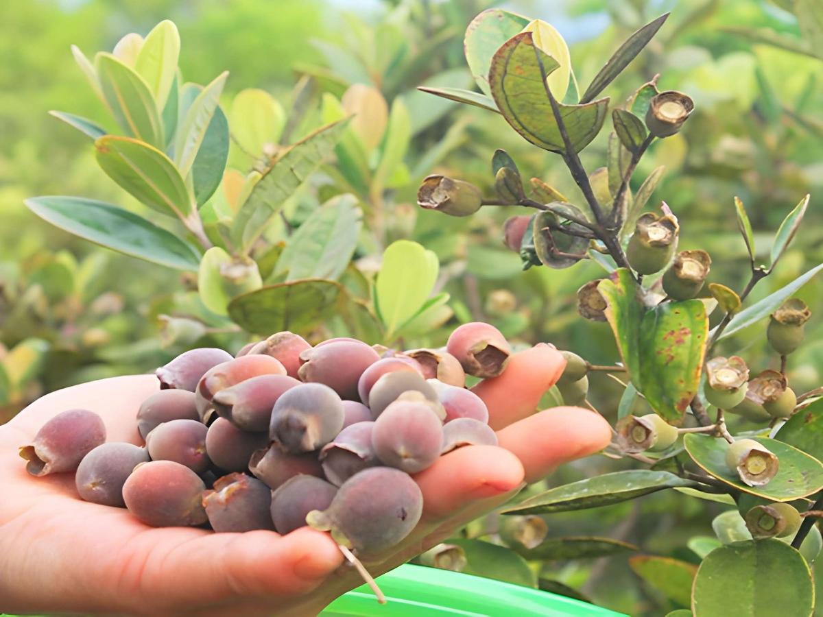 Những quả sim rừng chín tím sẫm trên đồi núi Phú Quốc.