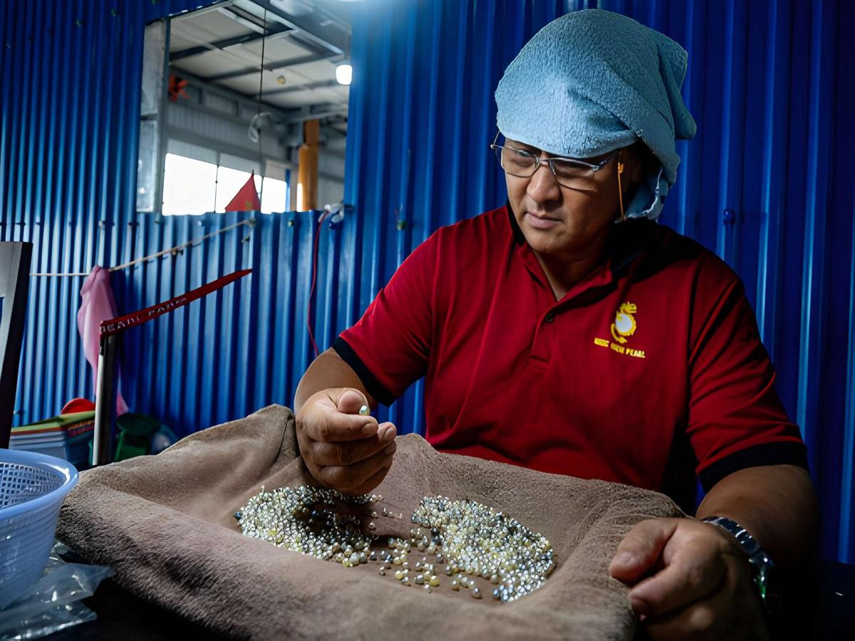 Quy trình cấy nhân vào trai tại cơ sở nuôi cấy ngọc Phú Quốc.