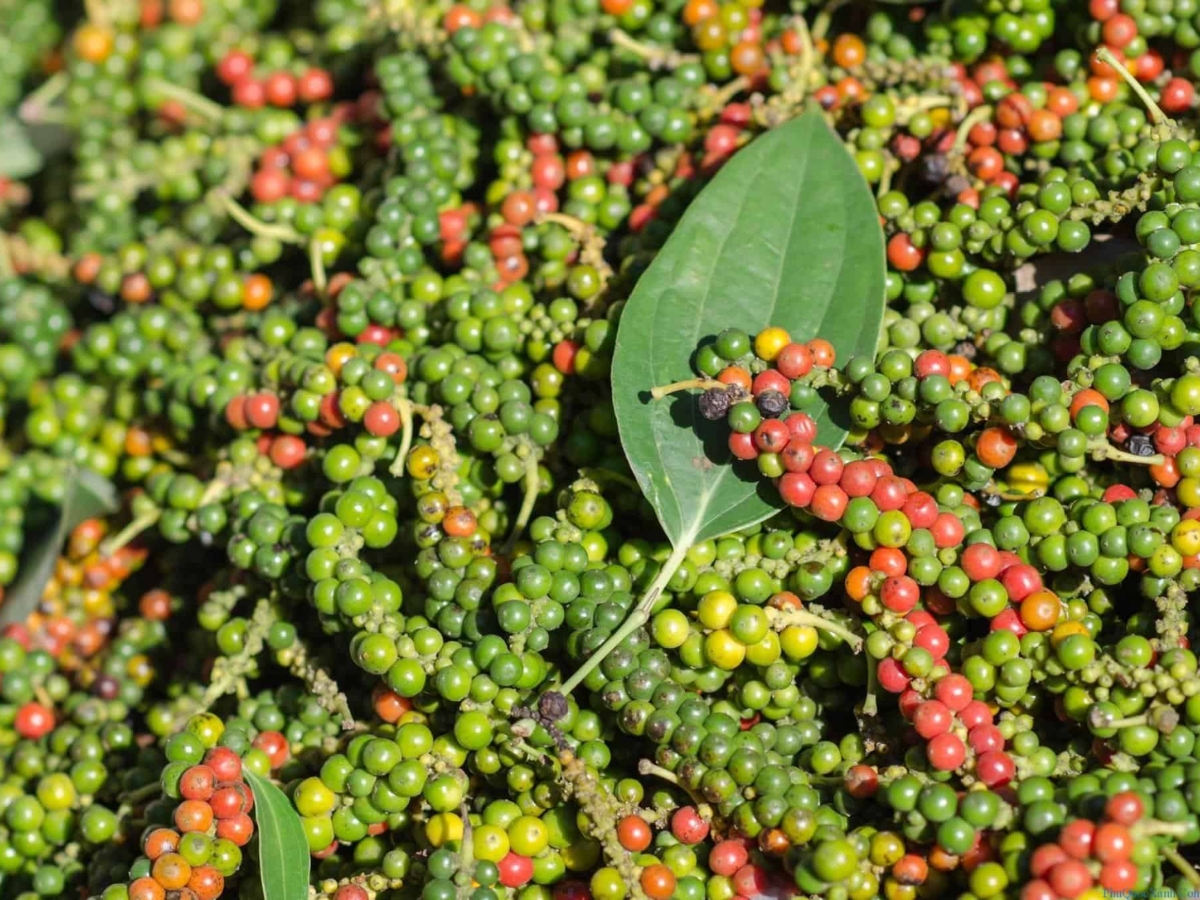 Tiêu Phú Quốc cay nhẹ, thơm nồng, khác hẳn vị tiêu những vùng khác.