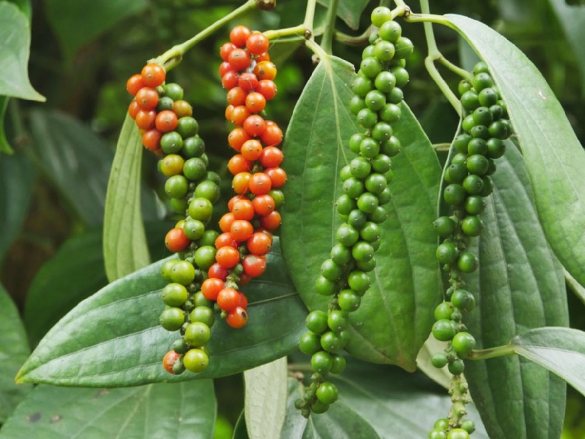 Hồ tiêu Phú Quốc với mùi thơm nồng, vị cay đậm và hậu ngọt.