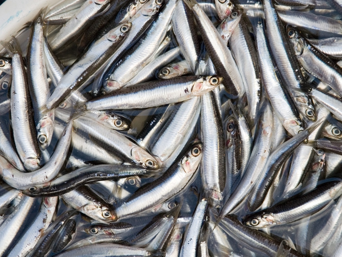 Cá cơm dùng để làm mắm phải tươi ngon, kích cỡ đồng đều.