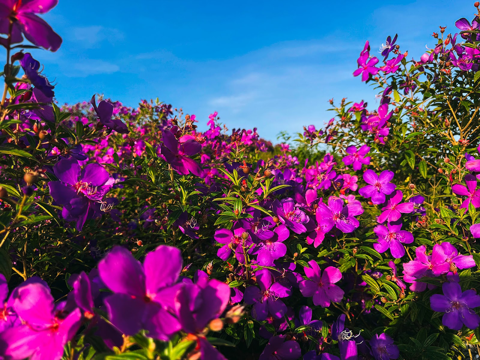 Sắc tím mộng mơ của vườn sim Bảy Gáo Phú Quốc.