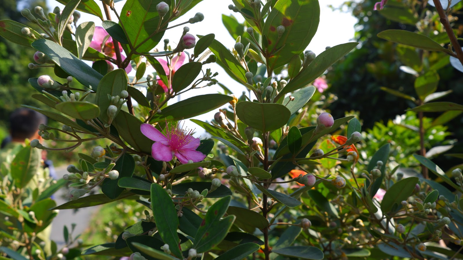 Du khách nên tham quan vườn sim Bảy Gáo vào lúc nắng dịu. 