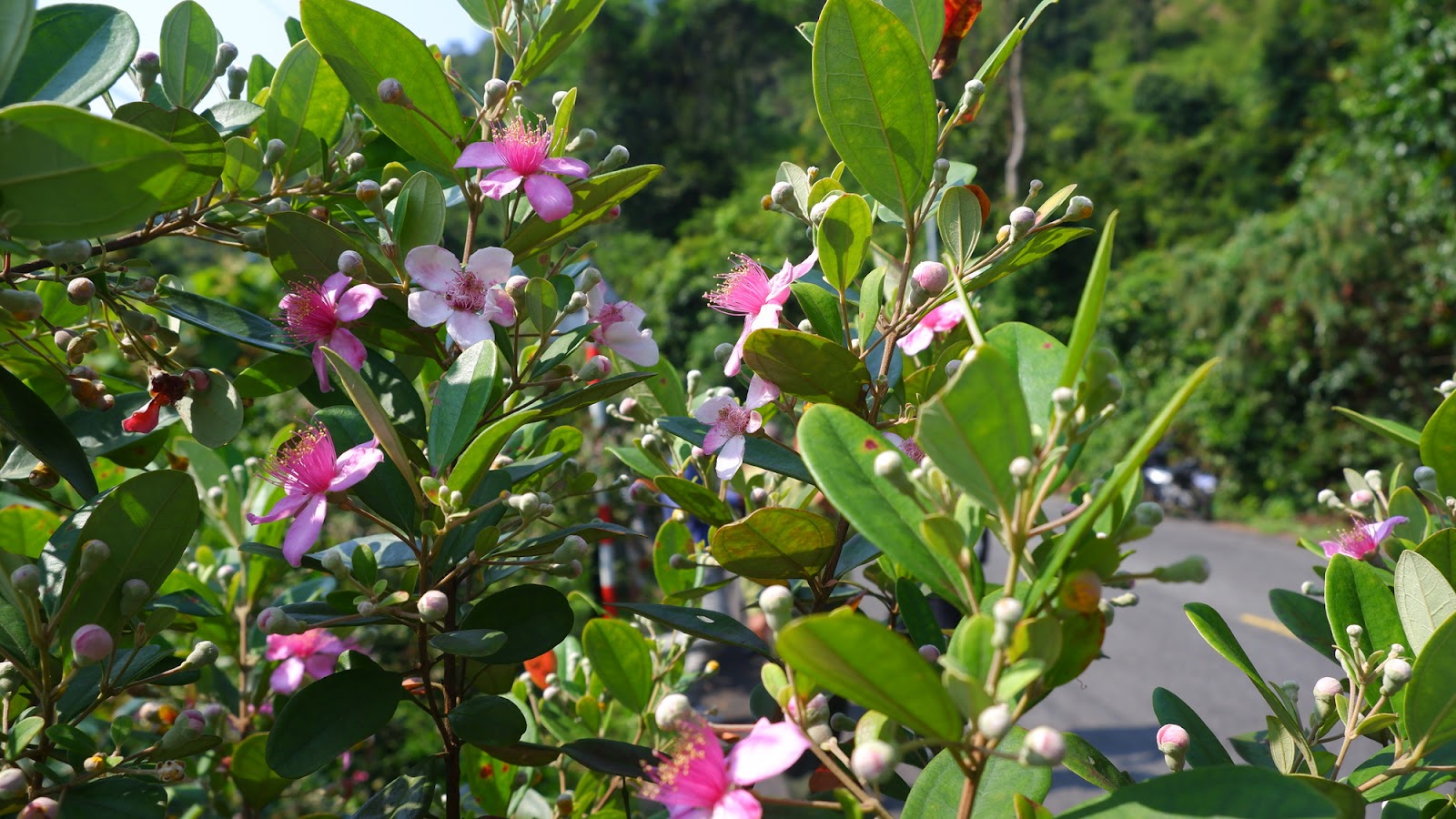 Vườn hoa sim khoe sắc tím rực rỡ dưới ánh nắng ấm của đảo Ngọc.