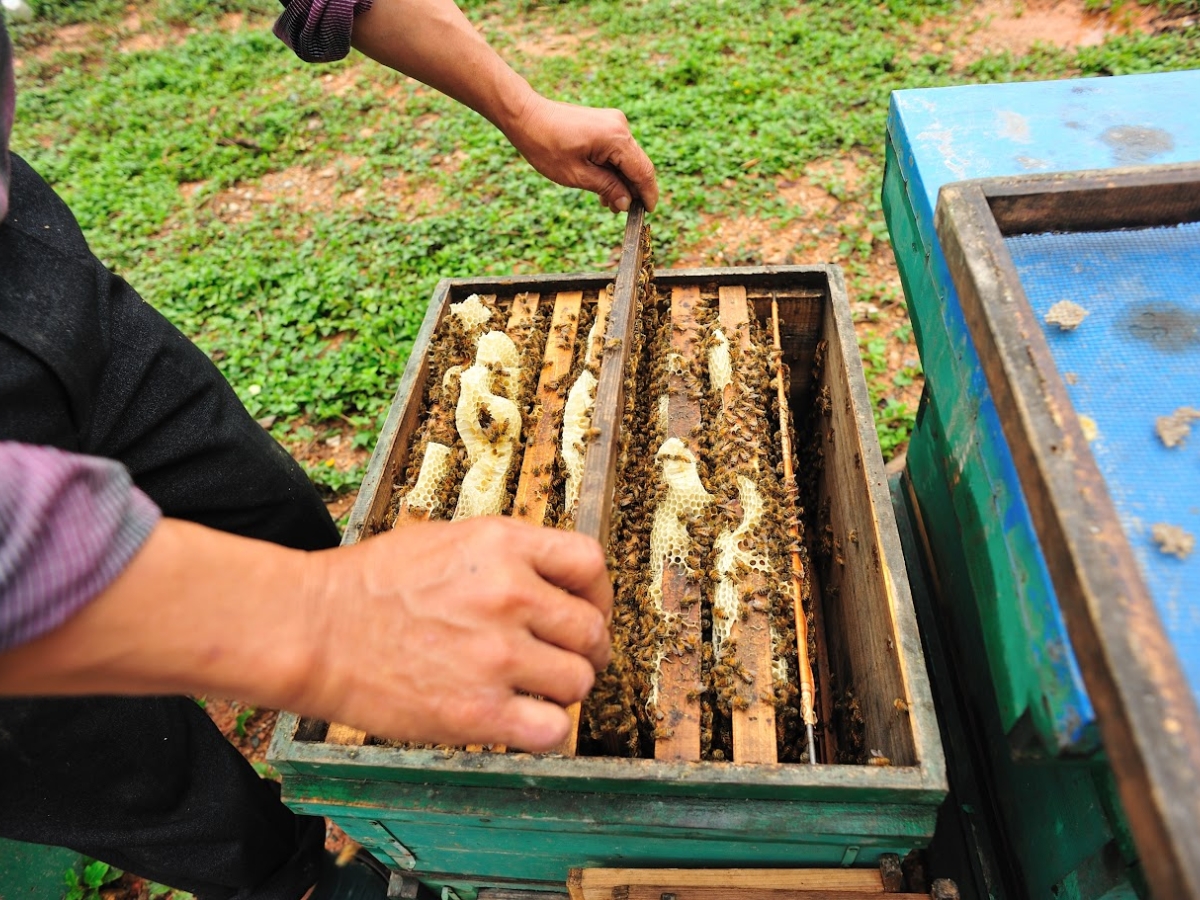 Du khách được quan sát và tự tay trải nghiệm thu hoạch mật ong. 
