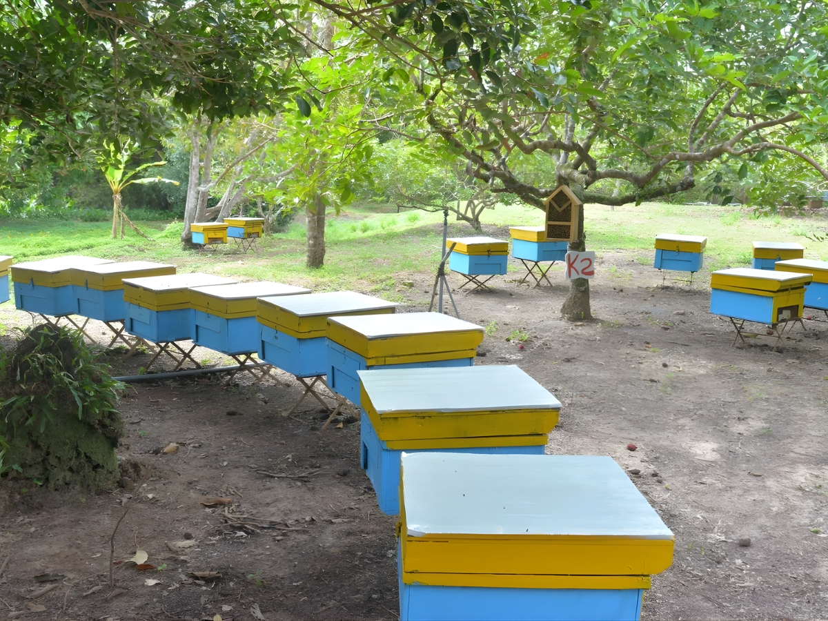 Kết hợp tham quan và tìm hiểu quy trình sản xuất mật ong tại Phú Quốc. 