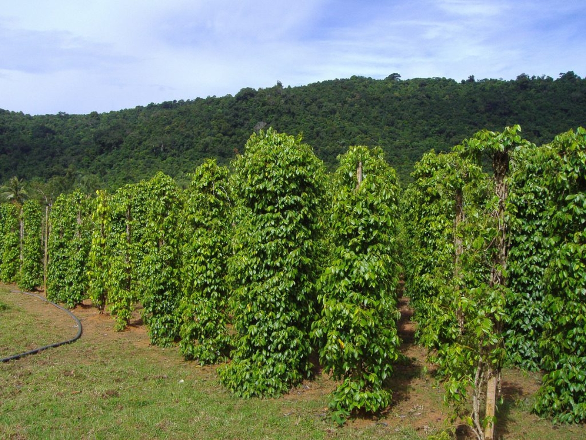 Tham quan và check-in tại vườn tiêu Phú Quốc