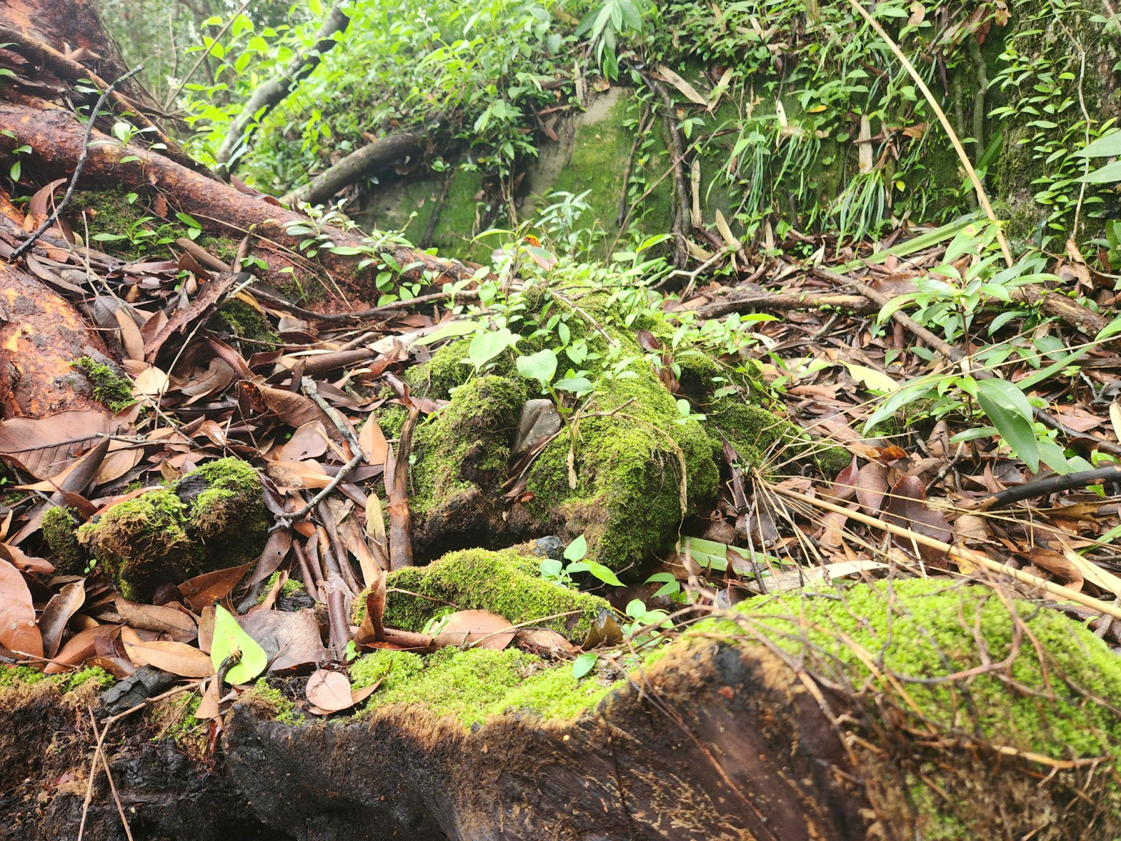 Hệ sinh thái đa dạng tại rừng nguyên sinh Phú Quốc