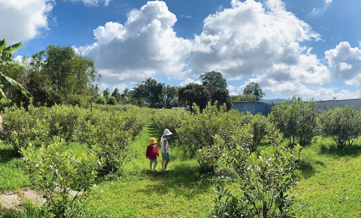 Khung cảnh thiên nhiên thanh bình của vườn sim Bảy Gáo.