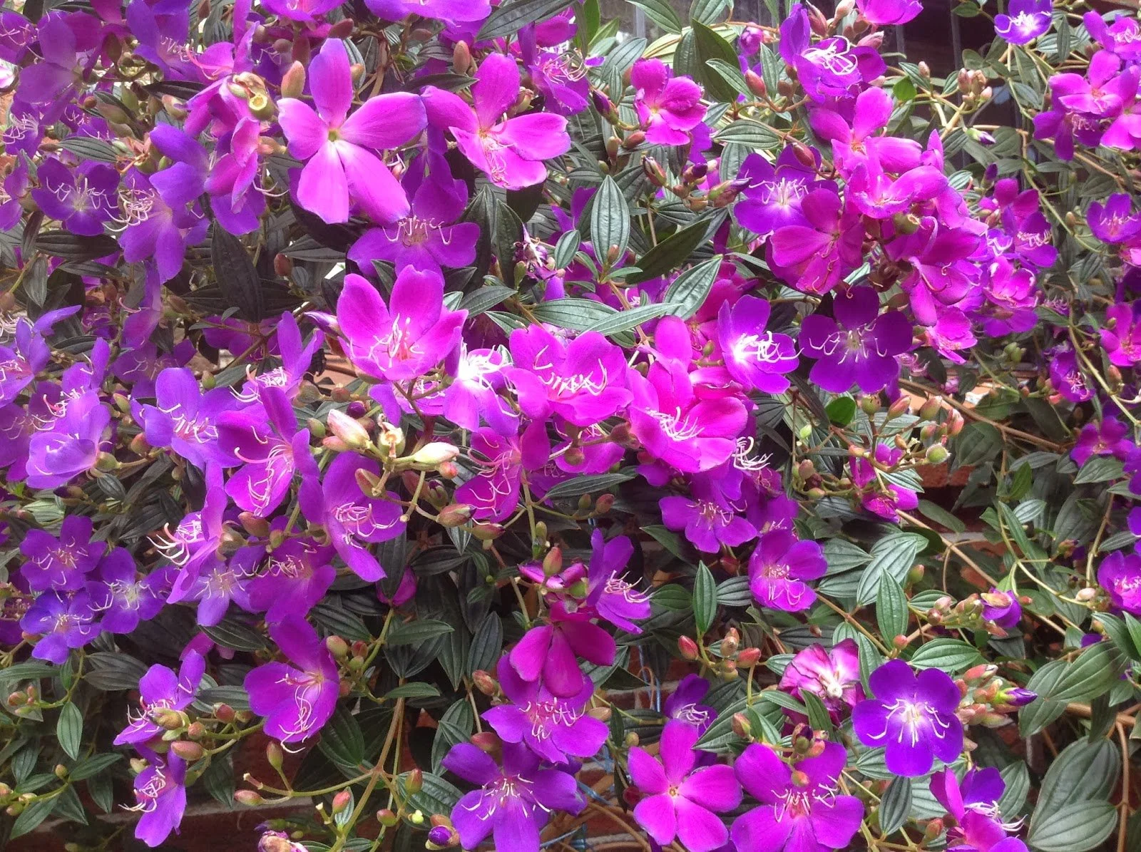 Hoa sim nở rộ khắp cung đường trekking Vườn quốc gia Phú Quốc. 