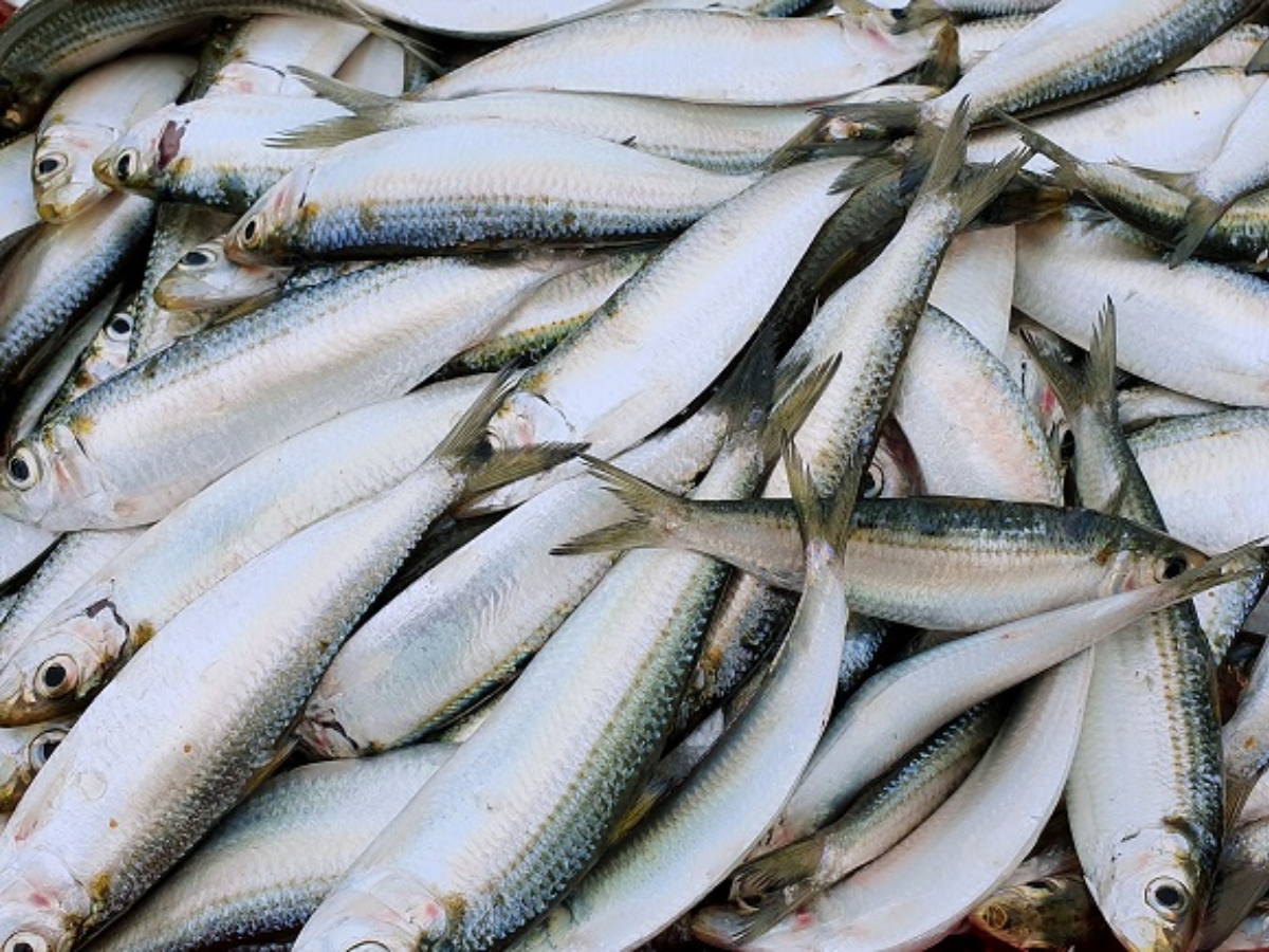 Lựa chọn những con cá trích tươi ngon để có món ăn ngon, chuẩn vị Phú Quốc.