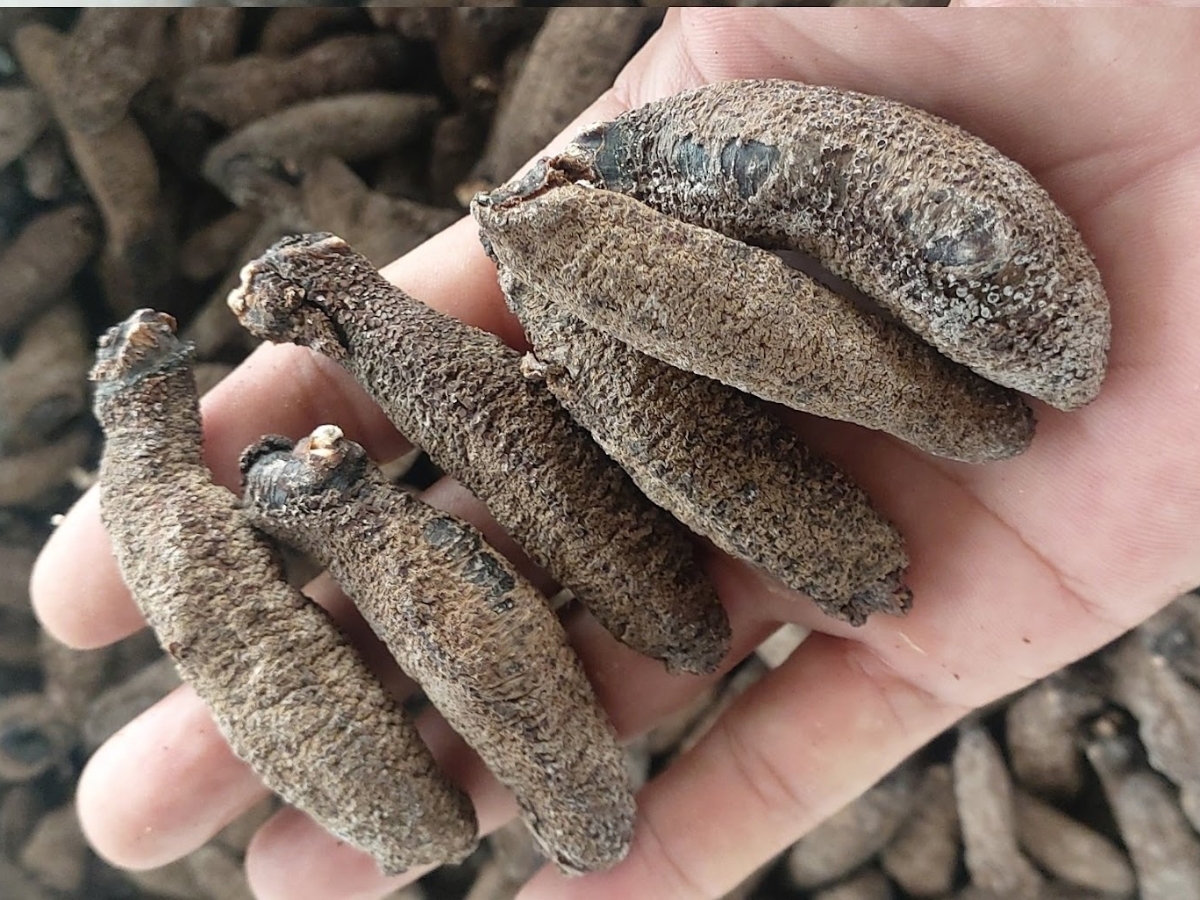 Hải sâm khô thường được du khách lựa chọn mua về làm quà.