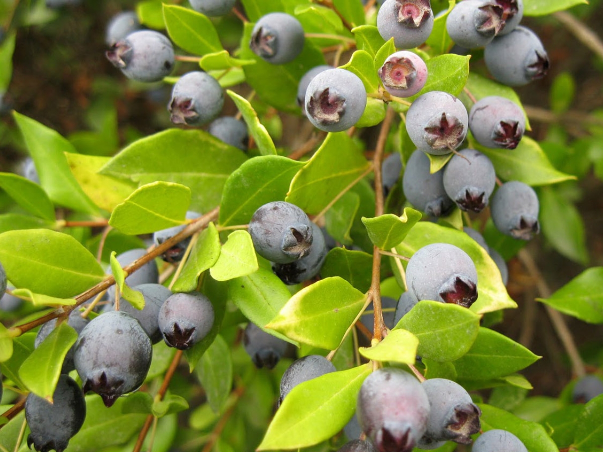 Rượu sim Phú Quốc được làm từ quả sim rừng Rose myrtle mọc trên các triền đồi.