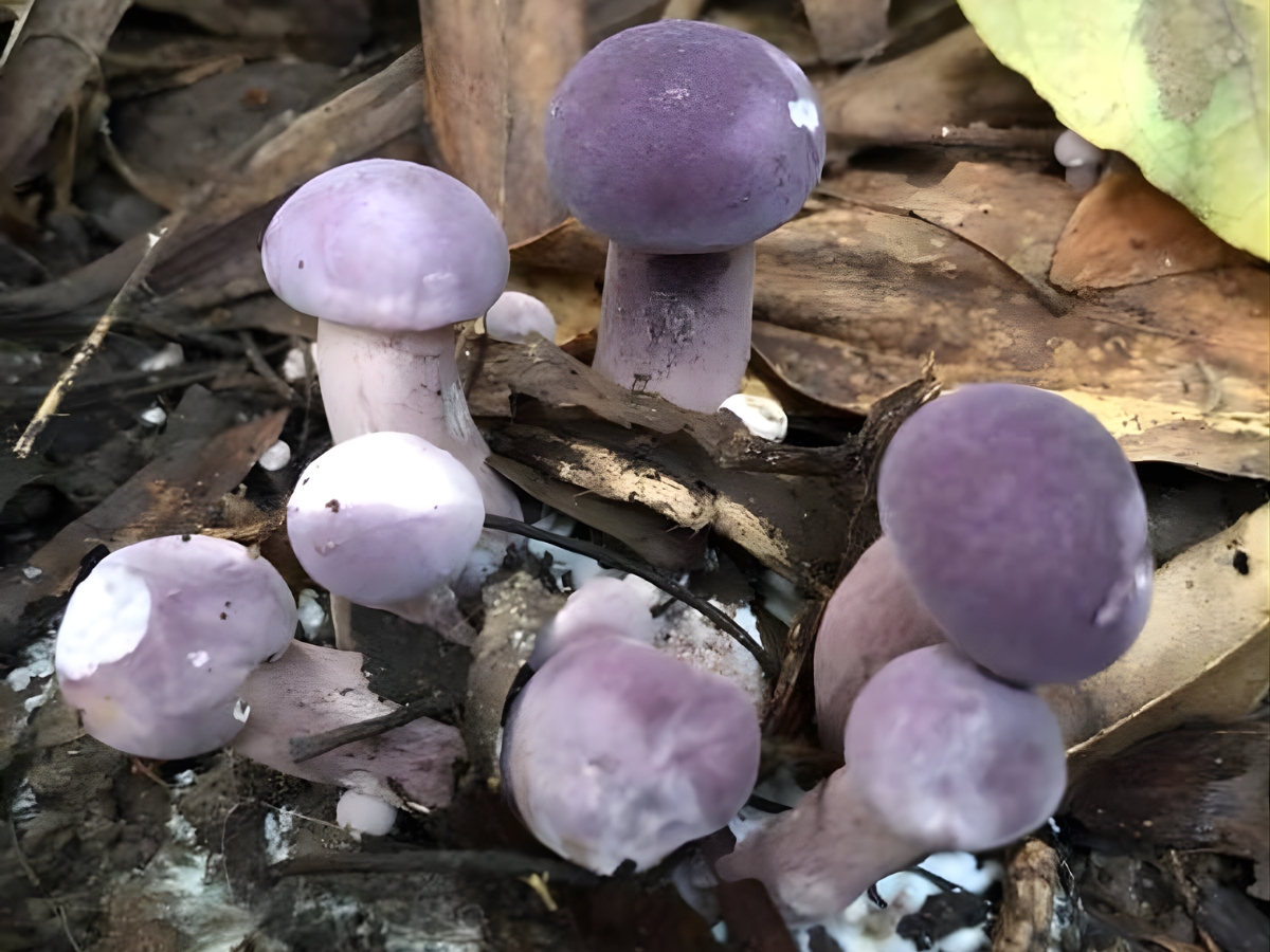 Nấm tràm Phú Quốc có chứa rất nhiều thành phần dinh dưỡng, tốt cho sức khỏe.