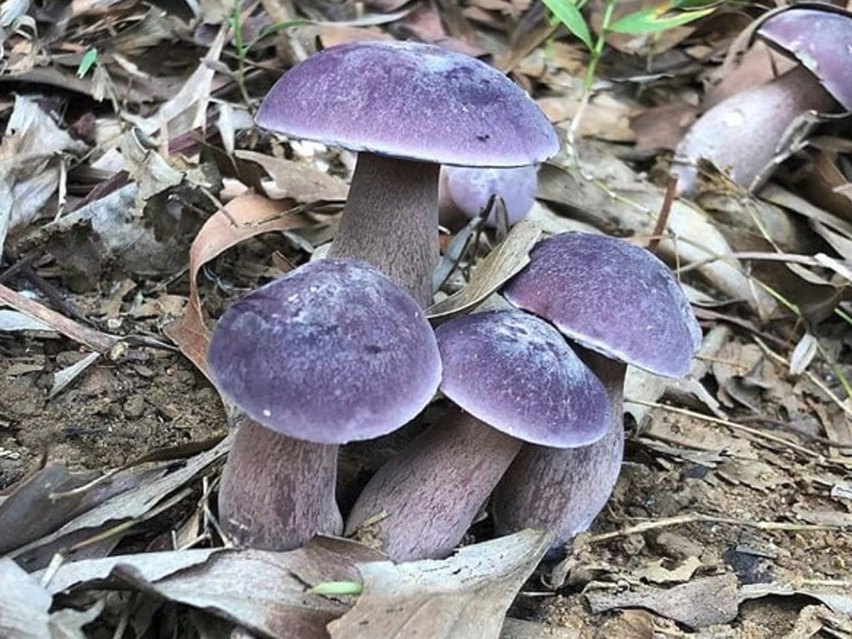 Nấm tràm là loại đặc sản quý của Phú Quốc, thường xuất hiện vào mùa mưa.