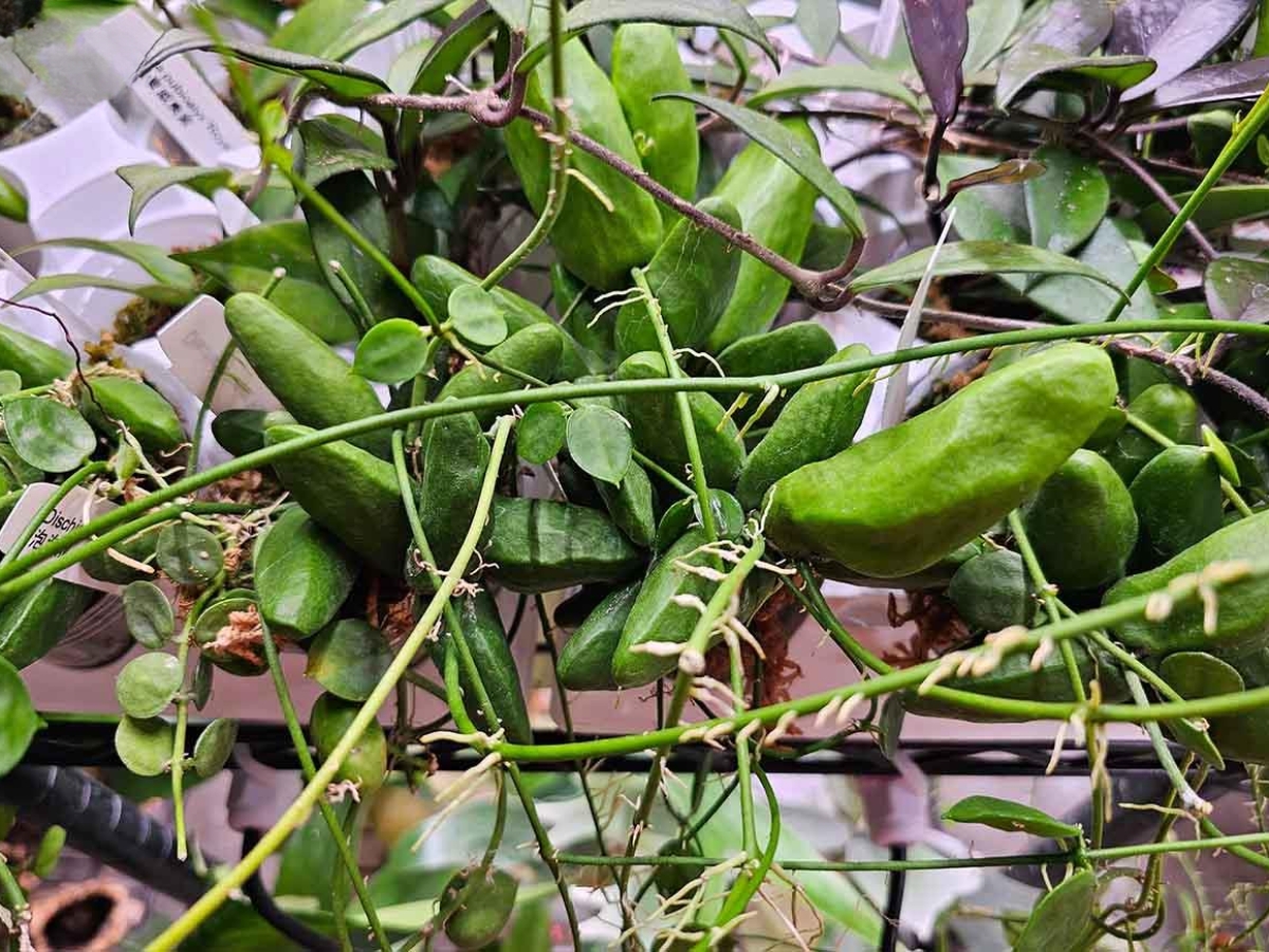 Rượu được làm từ cây mỏ quạ – một loài dây leo mọc hoang trong rừng Phú Quốc.